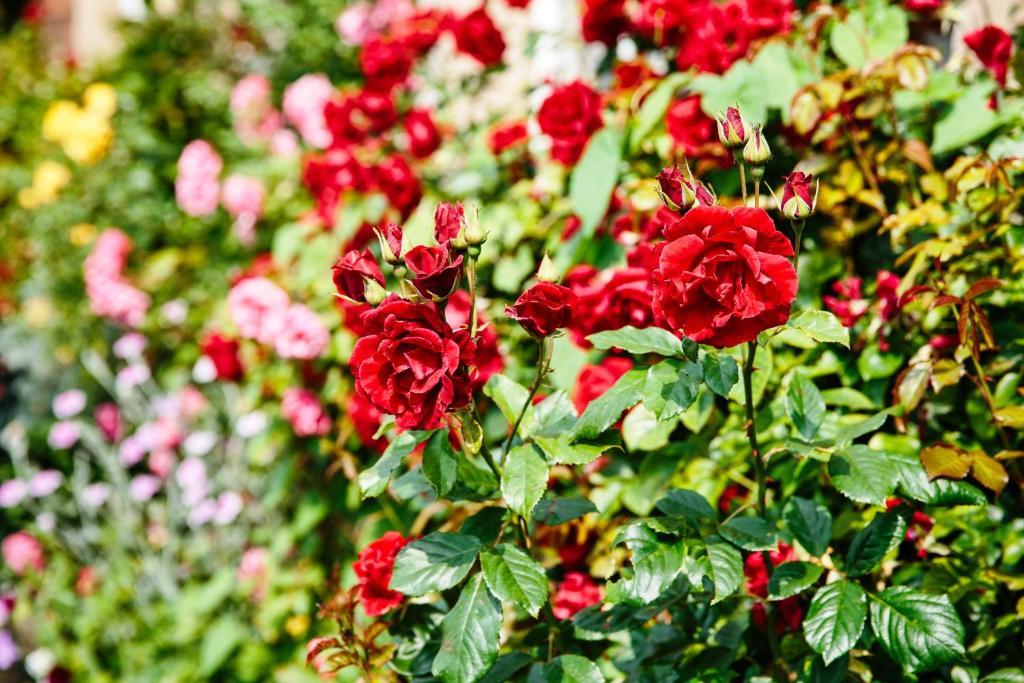 Willington Hall Hotel Tarporley Dış mekan fotoğraf